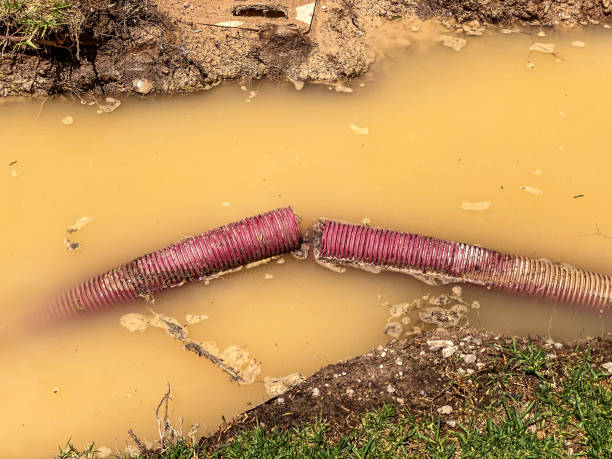 Best Local water damage restoration  in Many, LA